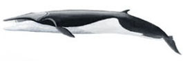 長鬚鯨