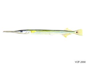 斑尾柱頜針魚 斑尾柱頜針魚