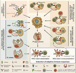 被動免疫 被動免疫