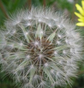 寒生蒲公英 寒生蒲公英