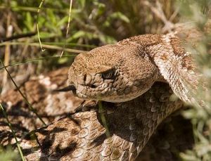 東部菱背響尾蛇 東部菱背響尾蛇