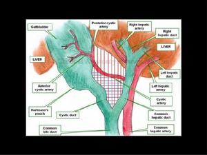 膽囊動脈 膽囊動脈