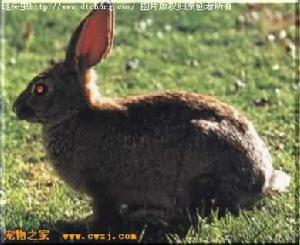 （圖）沙漠棉兔
