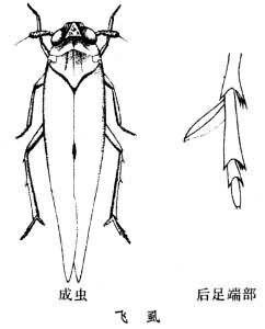 飛虱科 飛虱科