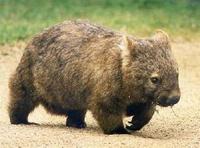 澳大利亞毛鼻袋熊