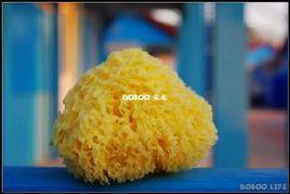 天然海綿 天然海綿