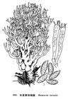 長莖黃枝瑚菌 長莖黃枝瑚菌