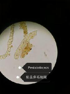 擬盤多毛孢屬 擬盤多毛孢屬