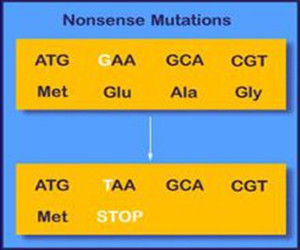 無義突變 無義突變