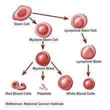 藥物動力學 藥物動力學