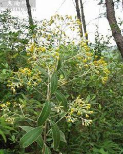 石如意大黑藥 石如意大黑藥