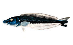 黑帶軟棘魚