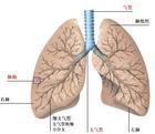 肺隔離症