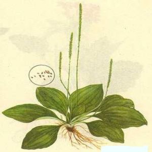 金娘龍車算盤山羊湯