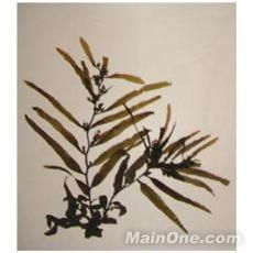 草葉馬尾藻 草葉馬尾藻