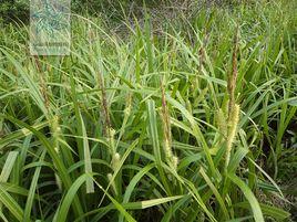 大穗薹草 大穗薹草