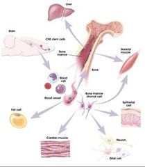 眼類肉瘤病 眼類肉瘤病