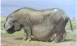 龍游烏豬 龍游烏豬