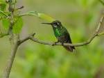 短尾翠蜂鳥 短尾翠蜂鳥