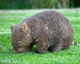 昆士蘭毛吻袋熊 昆士蘭毛吻袋熊