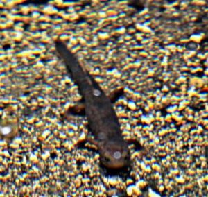 黑斑肥螈