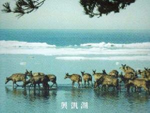 興凱湖自然保護區