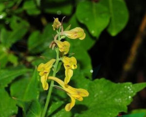 秦嶺紫堇 秦嶺紫堇