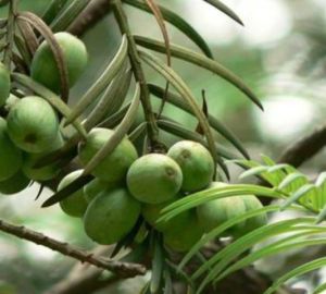 三尖杉(粗榧科) 三尖杉(粗榧科)