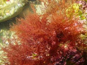 石花菜屬 石花菜屬