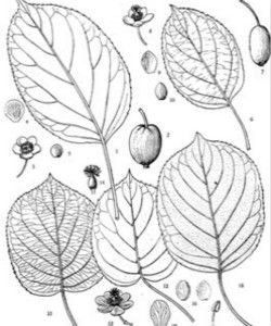 凸脈獼猴桃 凸脈獼猴桃