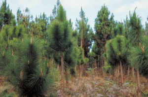 細葉雲南松 細葉雲南松