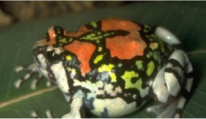 戈氏撥土蛙 戈氏撥土蛙