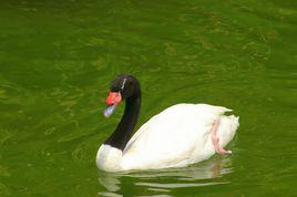 黑頸天鵝 黑頸天鵝