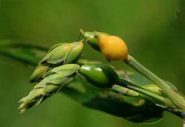 薏苡[禾本科薏苡屬植物]