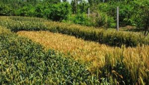 京冬24號 京冬24號