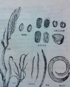 小麥線蟲 小麥線蟲