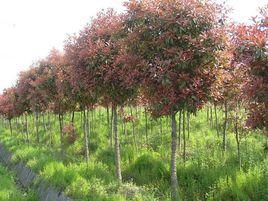 廣西石楠 廣西石楠