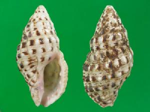 壓縮結螺 壓縮結螺