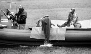 美軍士兵正在訓練海豚