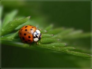 十四星瓢蟲 十四星瓢蟲