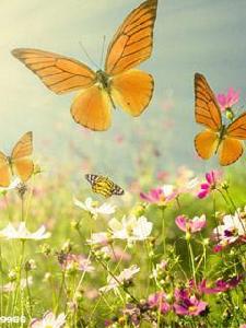 蝴蝶和蜜蜂 蝴蝶和蜜蜂