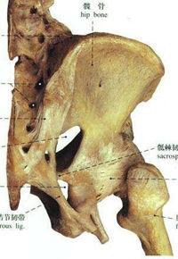 骶髂關節錯縫 骶髂關節錯縫