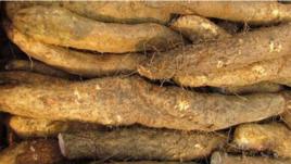 淮山薯桂淮5號 淮山薯桂淮5號