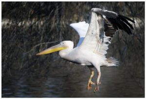 斑嘴鵜鶘 斑嘴鵜鶘