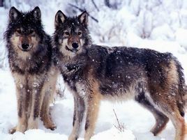 肉食動物 肉食動物