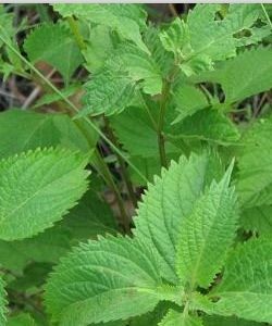 藍萼毛葉香茶菜 藍萼毛葉香茶菜