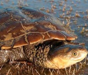 短橢龜甲 短橢龜甲