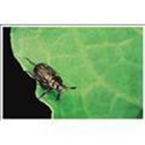 多魯灣金龜 多魯灣金龜