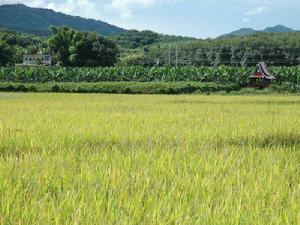 曼繞村-水稻種植