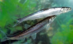 康浪白魚 康浪白魚